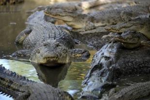 Serangan Buaya di Sulawesi Barat Meningkat, Warga Makin Gelisah