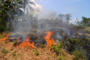 Penegakan Hukum Kasus Kebakaran Hutan Diragukan