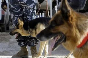 Presiden Minta Optimalisasi Anjing K9 untuk Perangi Narkoba