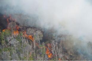 Hutan Bengkalis Riau Kebakaran 