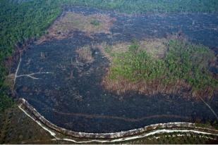 Kerusakan Akibat Kebakaran Hutan Palalawan