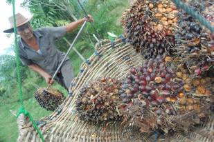 Wamentan Optimistis Kelapa Sawit Bantu Penurunan Emisi