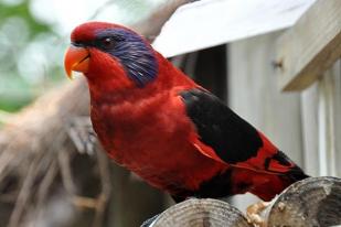 Nuri Sayap Hitam, Burung Asli Papua