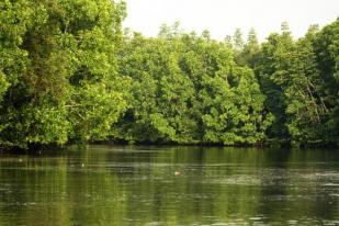 Dubes AS Puji Kekayaan Hutan Bakau Mimika