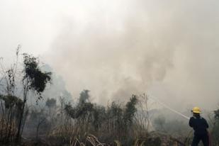 Pembakaran Hutan Harus Dihentikan Terkait El Nino
