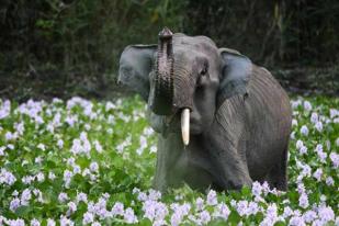 WWF: Pembunuhan Gajah Meningkat di Mozambik