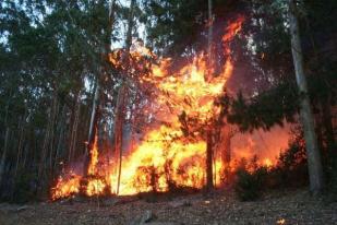 Kebakaran Landa Sepuluh Hektar Hutan India Utara