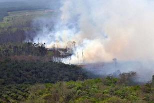 Walhi: Pemerintah Harus Siaga Kebakaran Hutan