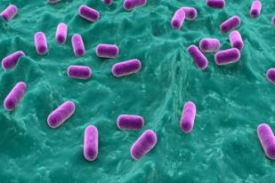LIPI: Antibiotik Mikroba Indonesia Jadi Incaran Asing