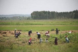 Afrika Selatan Akan Larang Warga Asing Beli Lahan