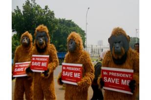 Aksi Damai Orangutan