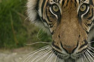 Menapaki Jejak Harimau Sumatera