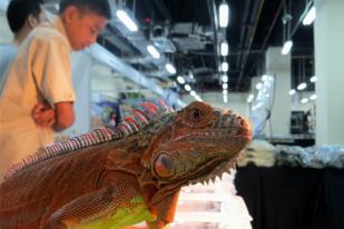 Berbagai Reptil Budidaya Dipamerkan di Jakarta