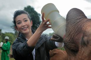 Duta PBB Li Bingbing Kunjungi Gajah Afrika 