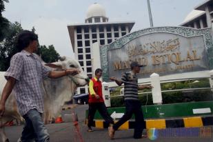 Sapi Kurban Presiden dan Wakil Presiden Tiba di Istiqlal