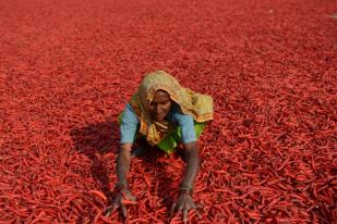 Penurunan Hasil Panen di India