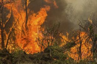 Kebakaran Hutan di Argentina