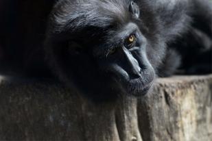 Topshoot El Savador Animal Zoo