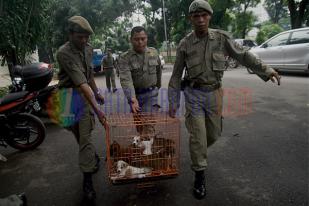 Razia Perdagangan Anjing Liar