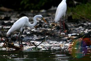 Nasib Burung Air di Pesisir Pantai Jakarta