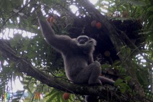 Owa Jawa Primata yang Setia dengan Pasangannya