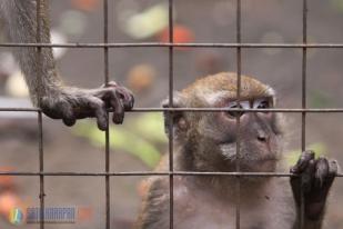 Monyet Ekor Panjang Hasil Razia Topeng Monyet di Jakarta