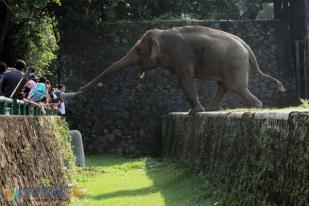 Puluhan Ribu Warga Berlibur ke Taman Margasatwa Ragunan