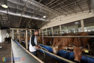 Jelang Idul Adha Pedagang Hewan Kurban Mulai Berjualan