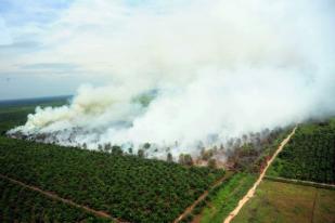 Walhi Minta Korporasi Pembakar Lahan Dijerat