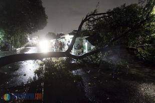 Pohon Tumbang Akibat Hujan dan Angin Kencang