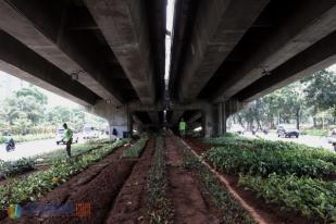 Mempercantik Kolong Jembatan dengan Tanaman Hias