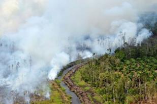 Sembilan Provinsi Berpotensi Alami Kebakaran Hutan