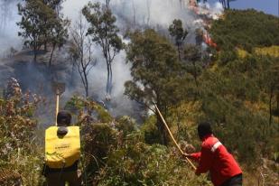 Walhi: 56 Juta Hektare Hutan Indonesia Rusak