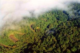 Laju Deforestasi Tinggi Mana Tanggung Jawab Pemerintah?