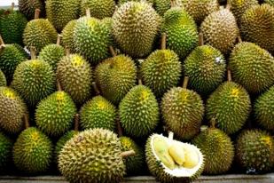 Festival Durian Semarakkan Jogja Akhir Pekan