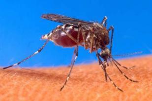 Brasil Lepaskan Nyamuk yang Diimunisasi Demam Berdarah