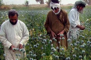 Produksi Opium Afganistan Mencapai Rekor Tertinggi 