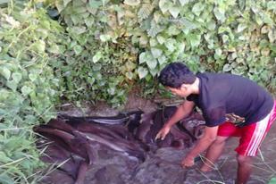 Mahasiswa Undip Ciptakan Benih Ikan Lele Mikroaerofilter