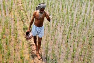 Gelombang Bunuh Diri Petani di India