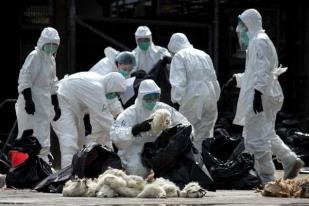 Virus H7N9, Hong Kong Musnahkan 15.000 Ayam