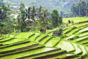 Tim Konsultan Unesco Tinjau Subak di Bali