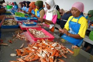 KKP: "Restocking" Pulihkan Sumber Daya Lobster