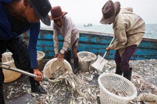 Stok Ikan Di Teluk Thiland Menipis Karena Perusakan Alam