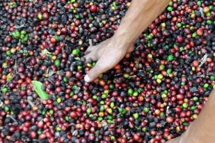 Produktivitas Kopi Hanya Naik Satu Persen