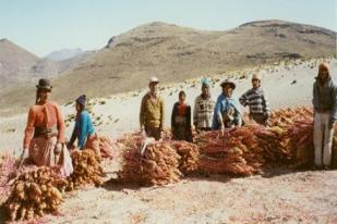 Quinoa, Bahan Pangan Yang Tengah Booming di Dunia