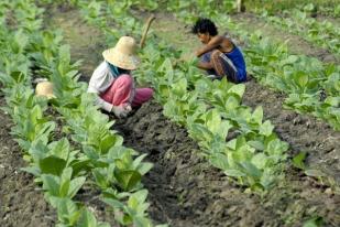 RUU Tembakau Diharapkan Bisa Lindungi Petani dan Industri