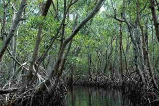 Hutan Mangrove di Indonesia Terancam Konversi