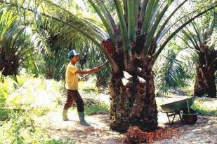 Pengamat: Industri Kelapa Sawit Sering Diserang LSM