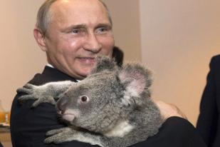 Rusia Berharap Koala Putin Masih Hidup