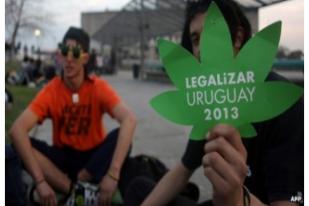 Proposal Legalisasi Ganja Kembali Diajukan di Uruguay